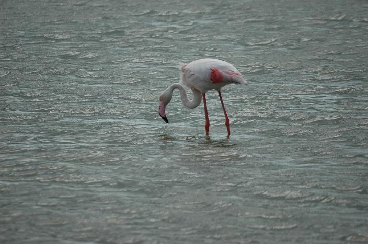 camargue (5)